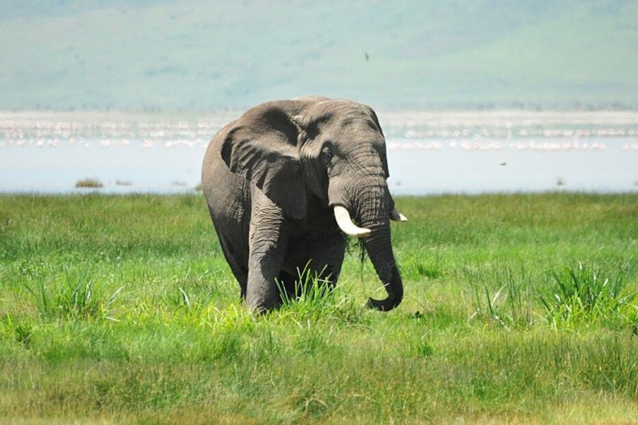Ataque, elefante, Quénia, Parque Nacional Tsavo, Muchangi Mutawa, morte, homem, polícia, crime, lei e justiça