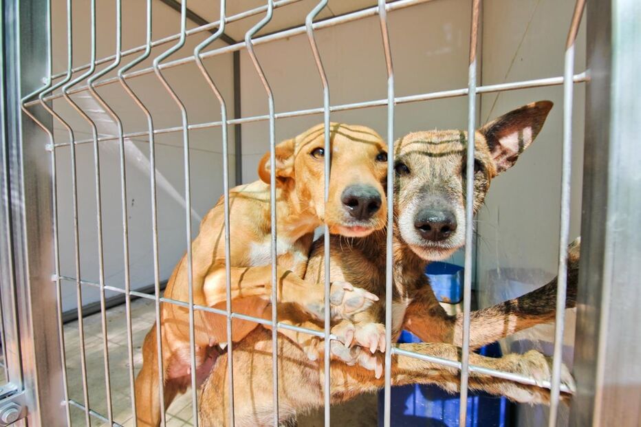 cães, animais, dono, fogo, incêndio, adopção