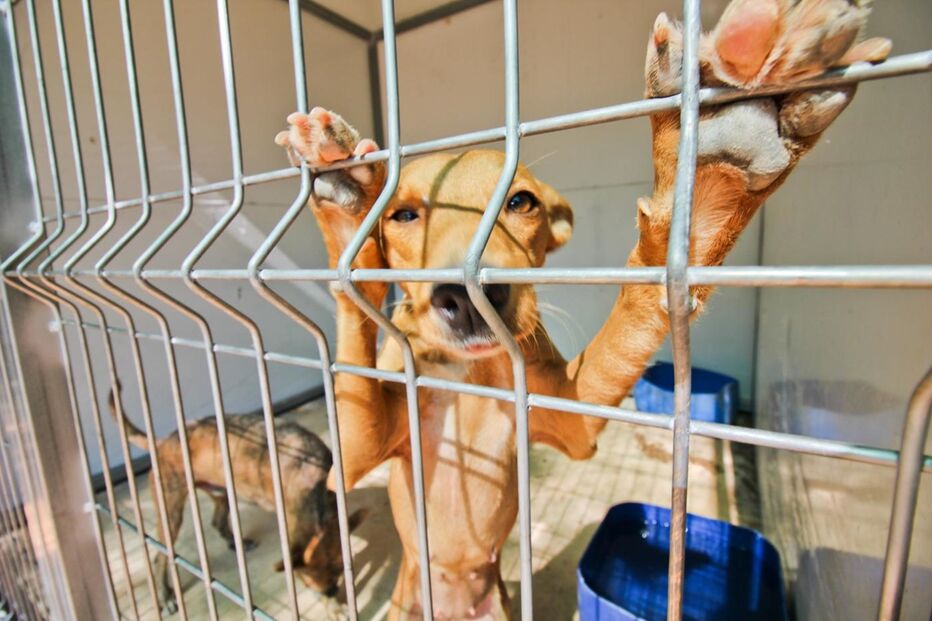 cães, animais, dono, fogo, incêndio, adopção