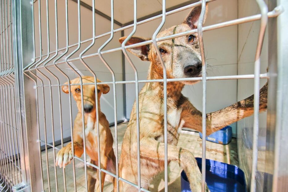 cães, animais, dono, fogo, incêndio, adopção