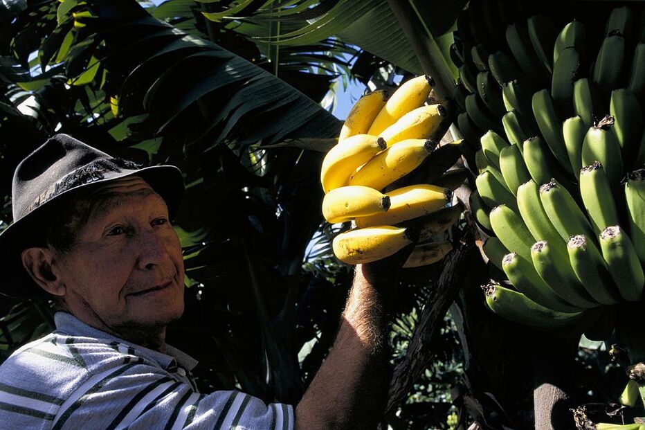 Parlamento Europeu, PSD, Madeira, União Europeia, Portugal, Cláudia Monteiro de Aguiar, Comissão Europeia, UE, economia, negócios e finanças, política, agricultura e pescas, agricultura
