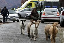 Pedro João Dias, tiroteio, São Pedro do Sul, GNR