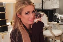 Paris Hilton, cão
