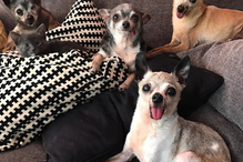 Roseta, Califórnia, EUA, Julie Docherty, Paloma, Benito, questões sociais, interesse humano, animais, gato, cão, Chihuahuas