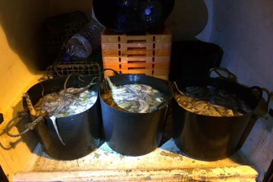 Polícia Marítima, apreensão, polvo, Tavira, porto de Santa Luzia