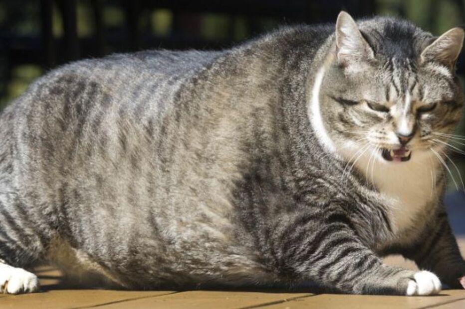 New Hampshire, Logan, gato, gigante, hotel