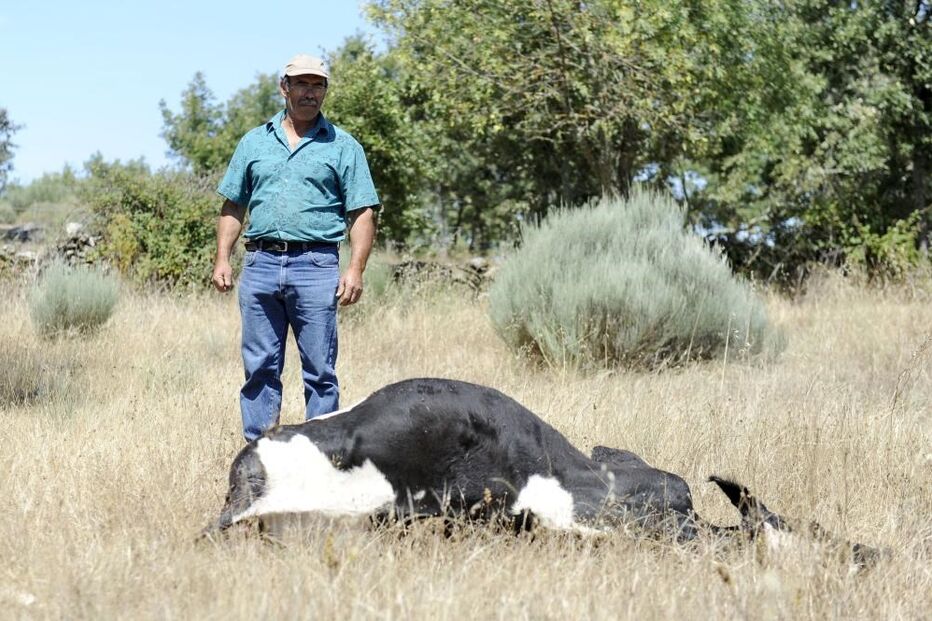 04-10-2016_16_42_52 vaca.jpg