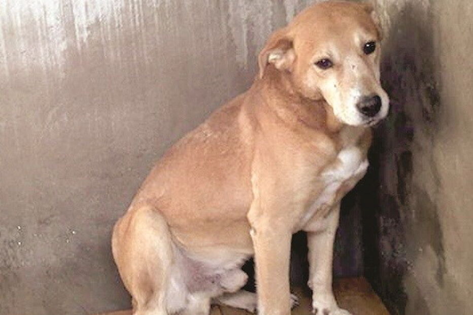 animais, cascais, canil, condições