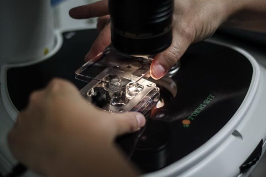 Portugal, CNPMA, Instituto Valenciano de Infertilidade, Lisboa, Microinjeção Intracitoplasmática, saúde, questões sociais, ciência e tecnologia, embriões humanos