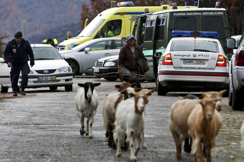 Pedro João Dias, tiroteio, São Pedro do Sul, GNR