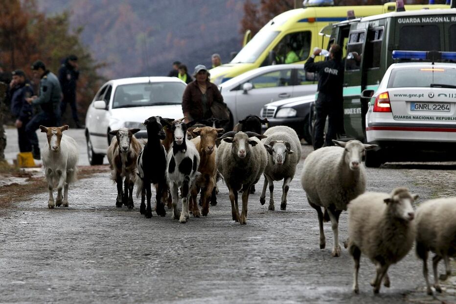 Pedro João Dias, tiroteio, São Pedro do Sul, GNR