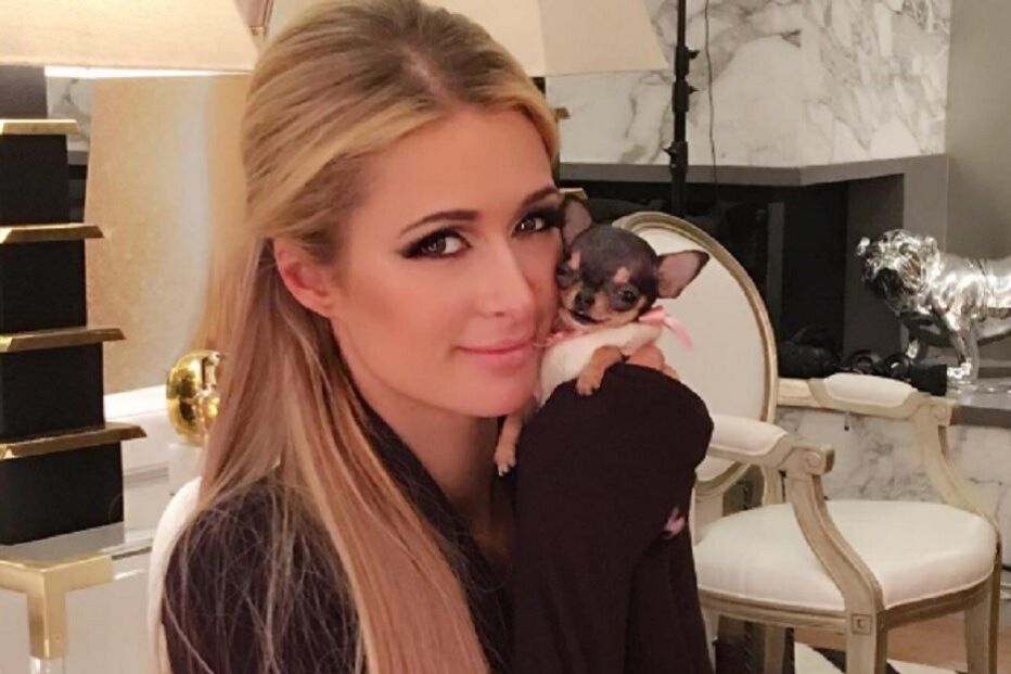 Paris Hilton, cão