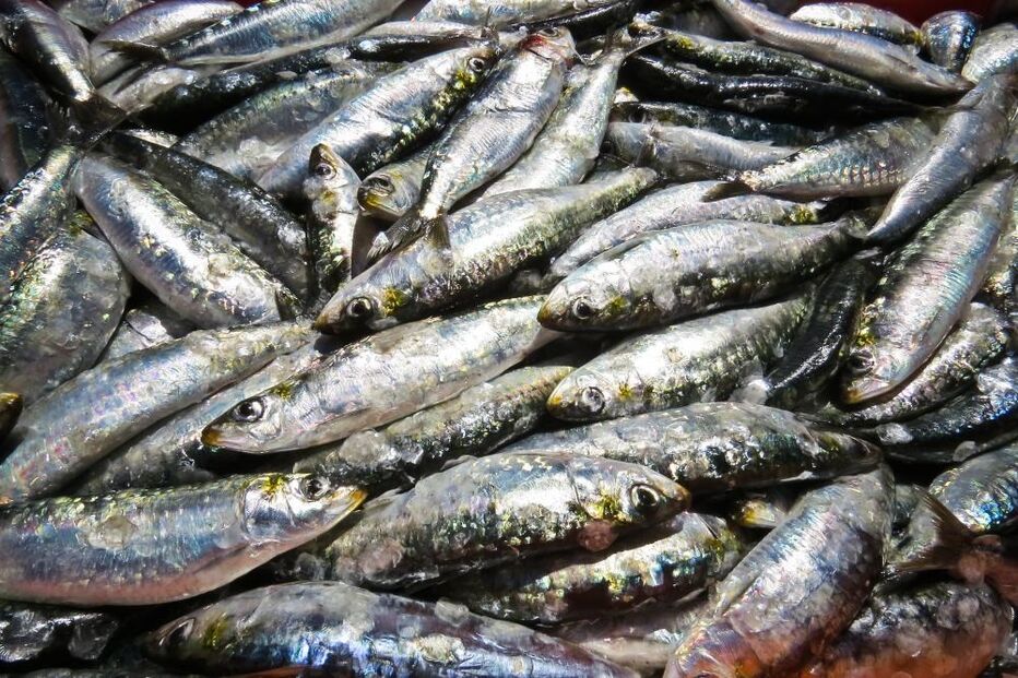 Sardinhas