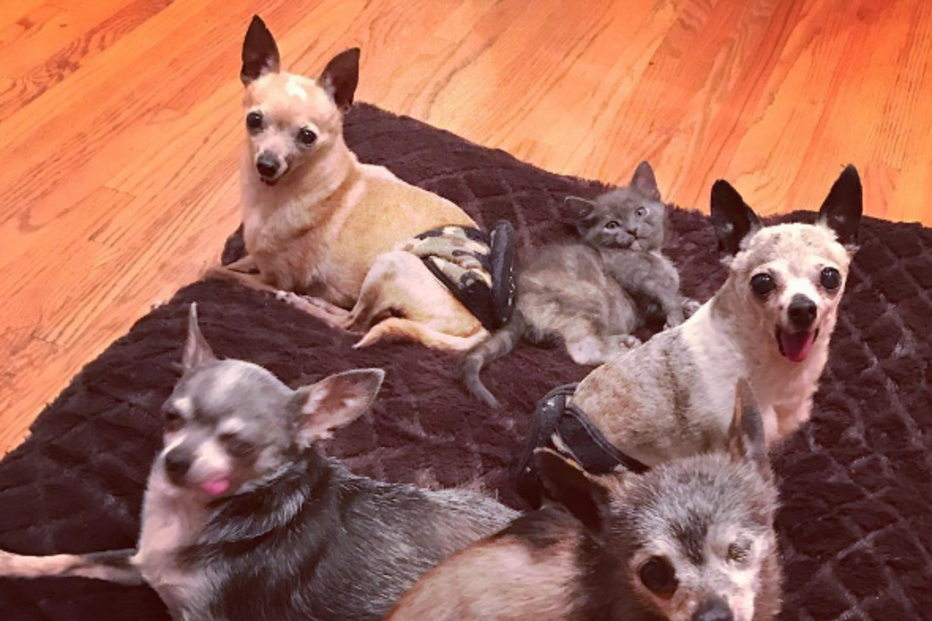 Roseta, Califórnia, EUA, Julie Docherty, Paloma, Benito, questões sociais, interesse humano, animais, gato, cão, Chihuahuas