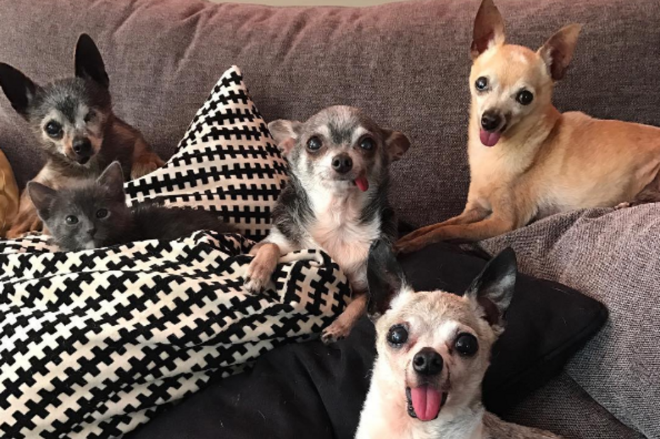 Roseta, Califórnia, EUA, Julie Docherty, Paloma, Benito, questões sociais, interesse humano, animais, gato, cão, Chihuahuas