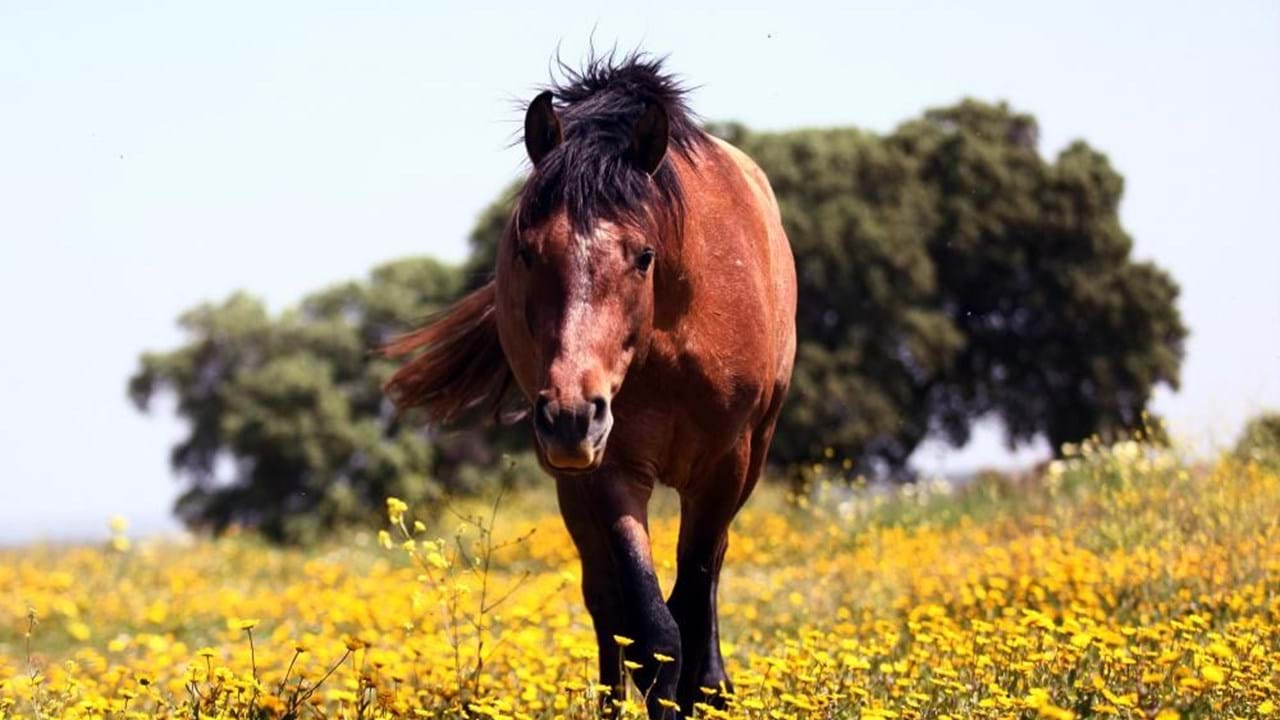 Cavalo faz sexo com mulher