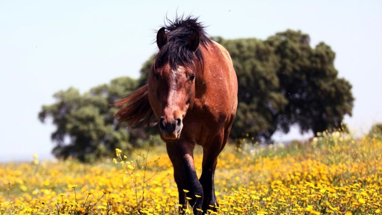 Faz sexo com égua e afirma que animal o seduziu - Mundo - Correio da Manhã