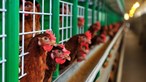Detetado terceiro foco de gripe das aves em Portugal