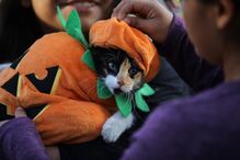 animais, máscara, halloween, mascarados, dia das bruxas, peru