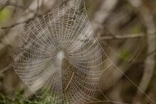 Universidade de Aveiro, UA, Bernardo Marques, jogo, fobia, aranhas, saúde, ciências humanas