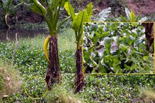 25-11-2016_16_15_31 crocodilo com bola e preview.jpg