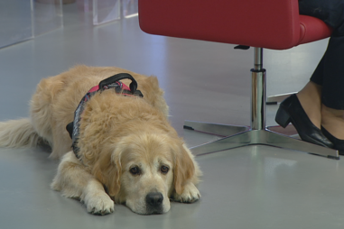 Fénix o cão bombeiro