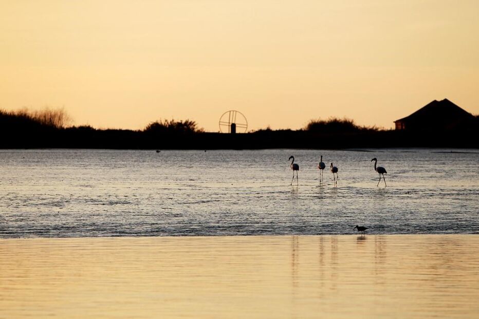 03-11-2016_18_39_33 flamingos.jpg