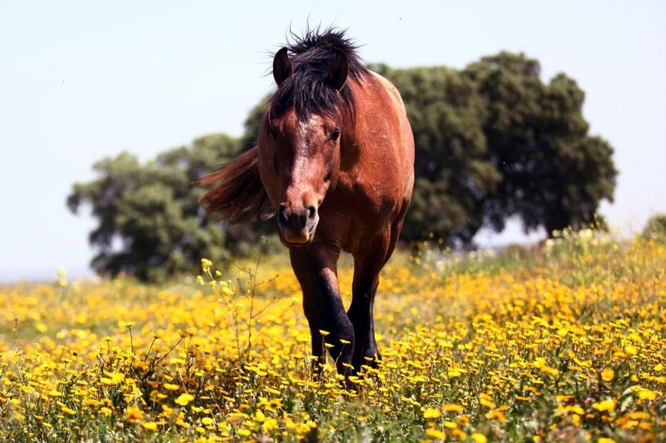 06-11-2016_13_29_38 cavalo.jpg