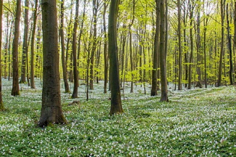 Conselho de Ministros, Gabinete, Florestas, Desenvolvimento Rural, Conselho Florestal Nacional, CNADS, Conselho Nacional do Ambiente e Desenvolvimento Sustentável, Floresta, Luís Capoulas Santos, política, governo (sistema), executivo (governo), economia, negócios e finanças, agricultura e pescas