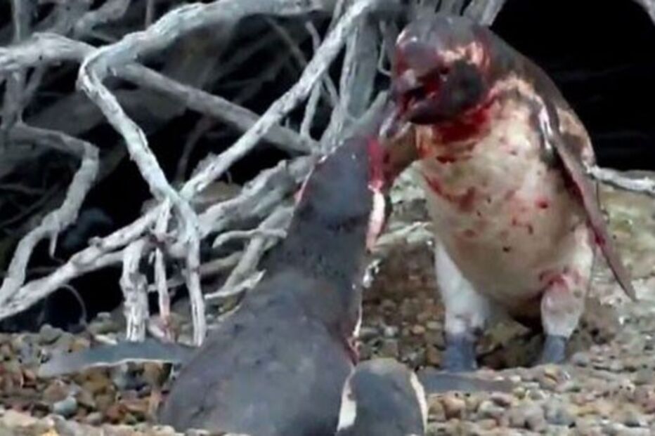 pinguim, fêmea, sangue, amante, animais, briga, luta, ciúmes