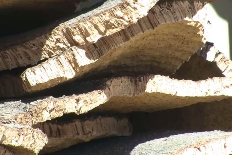 08-11-2016_11_38_35 cortiça.jpg