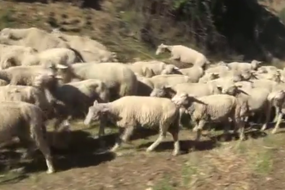 08-11-2016_15_12_38 ovelhas.png