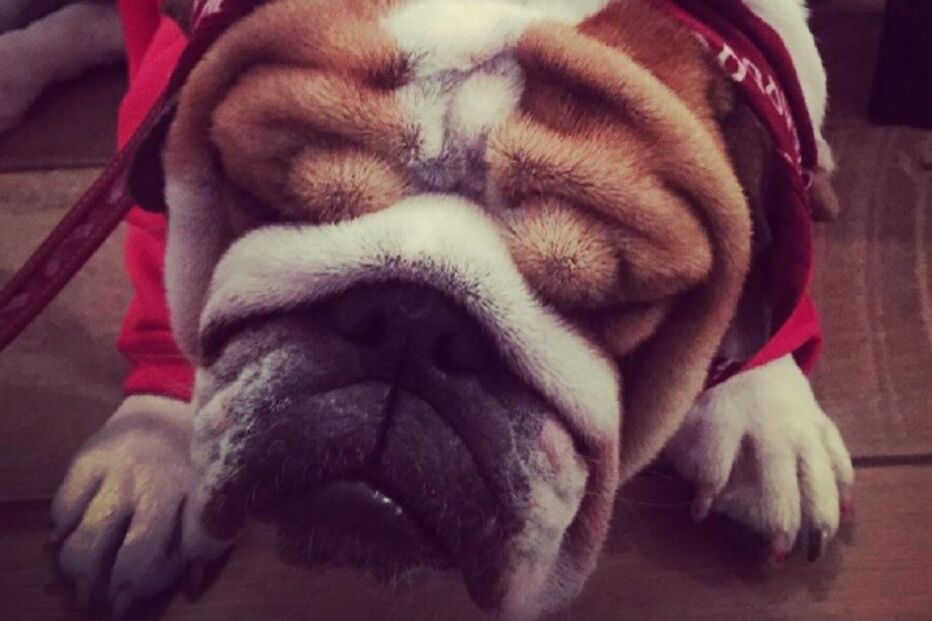 Lewis Hamilton, Roscoe, esperma, congelado