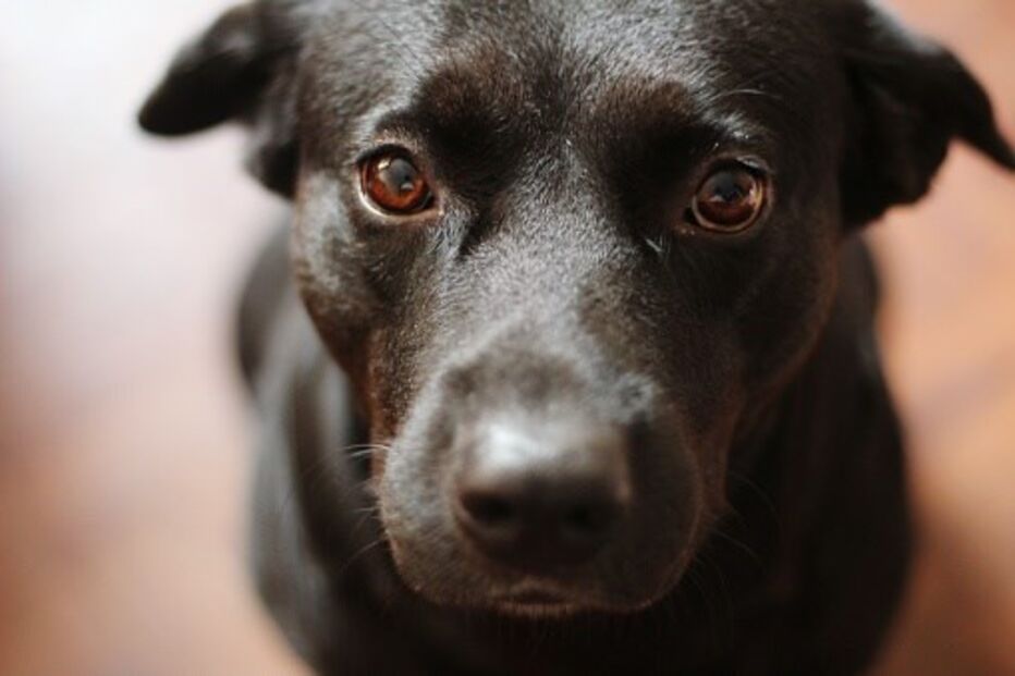 GNR, animais, companhia, crime, queixas, 