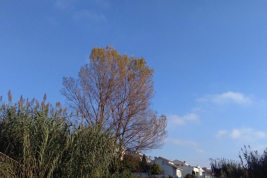 Vila Nova de Gaia, vespas asiáticas, árvore, Mafamude, Manuel Morgado, Sapadores de Gaia, PSP, política, autoridades locais