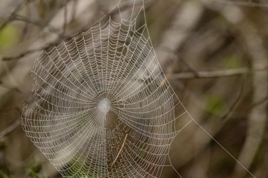Universidade de Aveiro, UA, Bernardo Marques, jogo, fobia, aranhas, saúde, ciências humanas