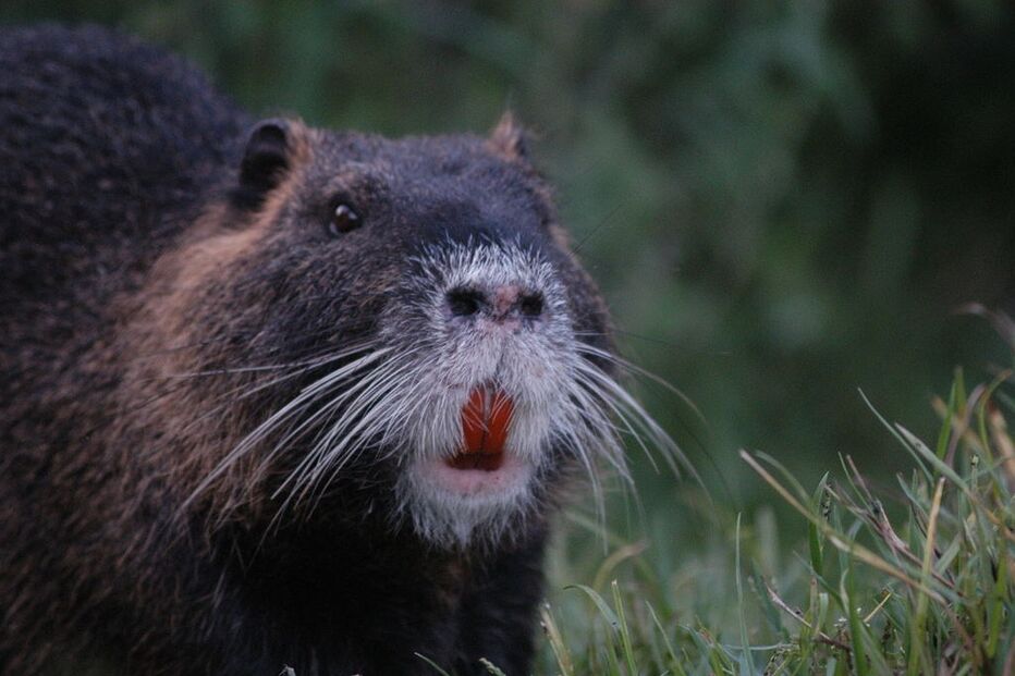 nutria, rato, roedor, rússia