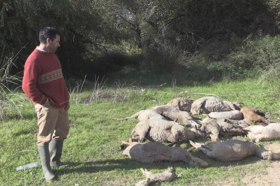 Abrantes, vírus, língua azul, ovelhas, morte, Agrupamento de Defesa Sanitário, saúde