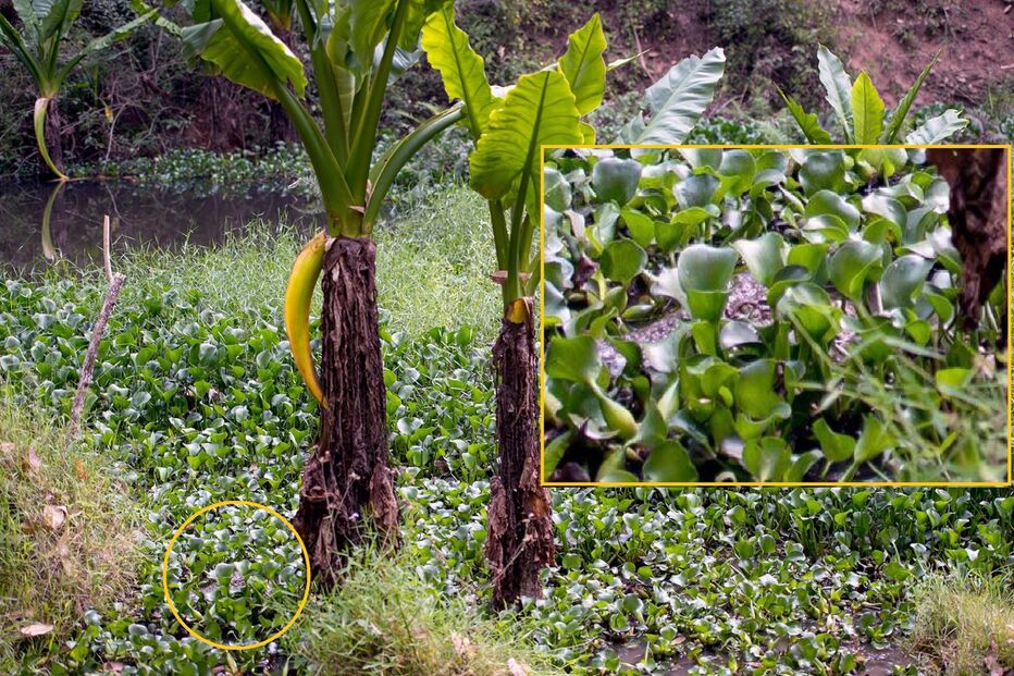 25-11-2016_16_15_31 crocodilo com bola e preview.jpg