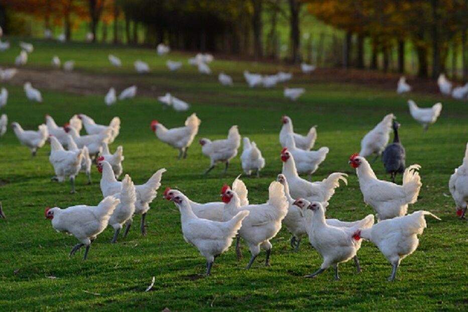  abate, galinhas, gripe aviária, agricultura e pescas, saúde