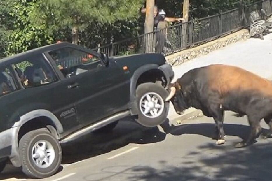 tauromaquia, touro, animal, carro, estragos, Guadalajara, Espanha, insólito