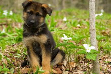 Cão de raça pastor-alemão