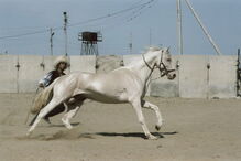 18-12-2016_17_22_08 cavalo 4.jpg