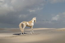 18-12-2016_17_22_43 cavalo 3.jpg