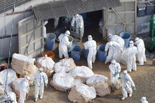 Japão, gripe aviária, morte, aves, Nankan, Hokkaido, Nagoya, saúde