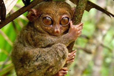 Instituto Catalão de Paleontologia Miguel Crusafont, Lérida, Espanha, Europa, Pallars Jussà, Madrid, Instituto Catalão de Paleontologia, ICP, Miquel Crusafont, Miguel Crusafont, Museu de História Natural de Basileia, Suíça, Raef Minwer-Barakat, ciência e tecnologia, artes, cultura e entretenimento