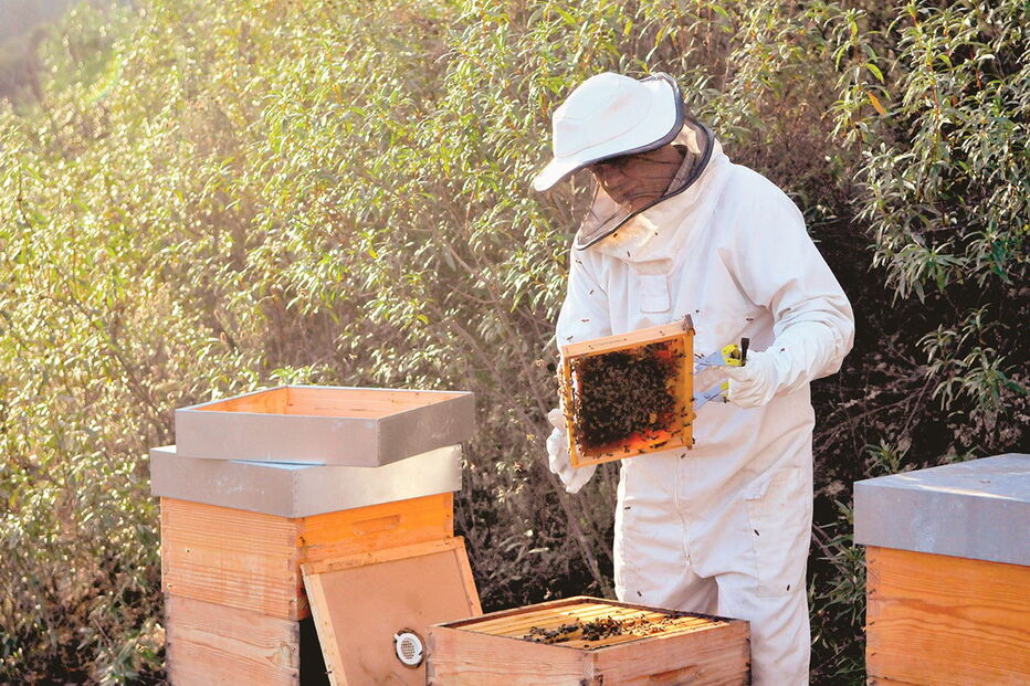 apicultura, mel
