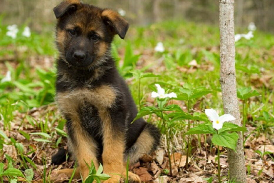 Cão de raça pastor-alemão