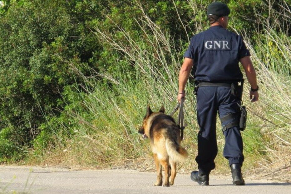GNR, costas, buscas, cão, xxx