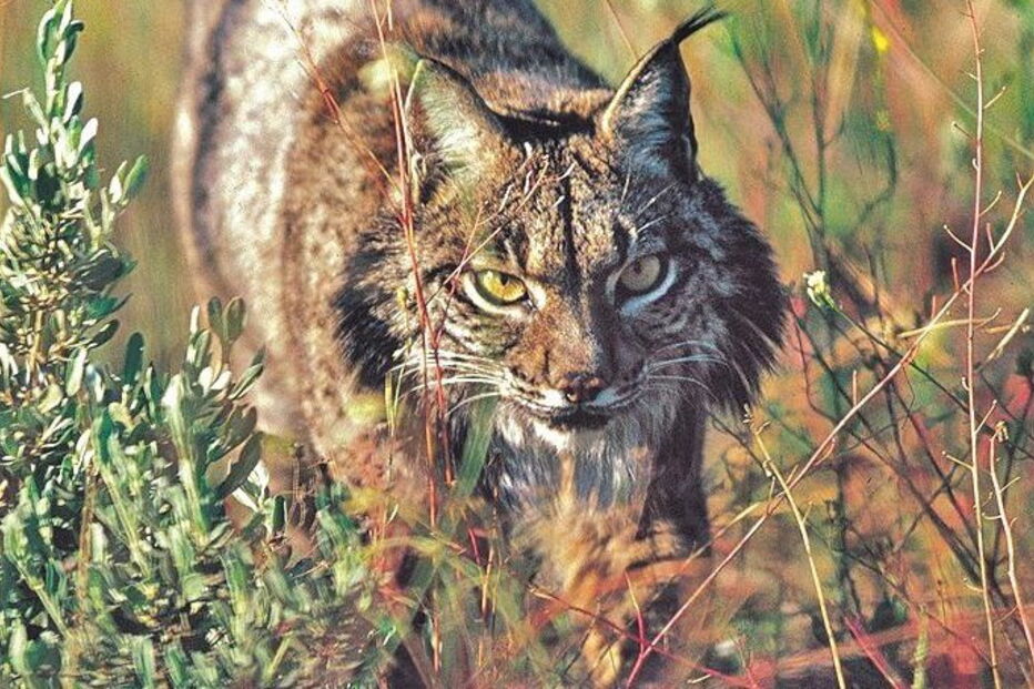 Cientistas espanhóis sequenciaram o genoma do lince ibérico